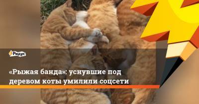 «Рыжая банда»: уснувшие под деревом коты умилили соцсети