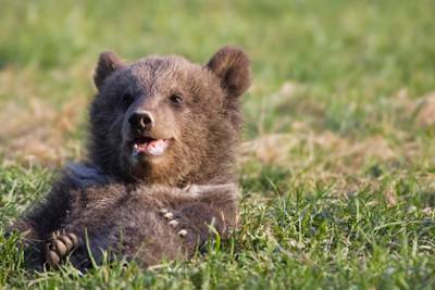Россияне спасли медвежонка-сироту от агрессивного медведя