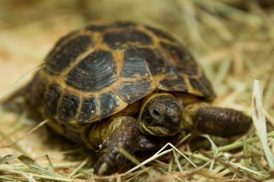 В Скадовске огромная черепаха дважды за неделю попала в руки к людям (фото)