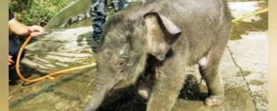 Новосибирец продает слоненка по кличке Джони за 99 тысяч рублей
