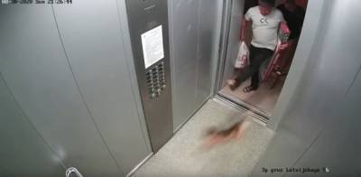 Дело екатеринбуржца, избившего в лифте собаку, передано в суд