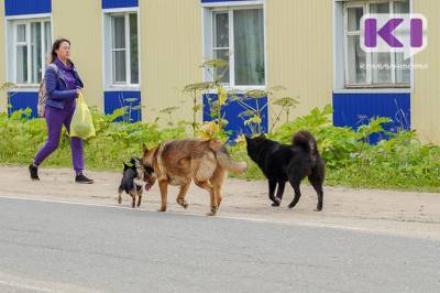 Полиция Воркуты зарегистрировала 36 фактов нападения собак на людей