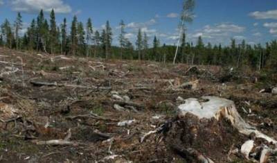 Эксперты: запрет на вывоз леса-кругляка не спасет сибирскую тайгу от китайцев