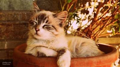 Ученые обнаружили у кошек способность имитировать действия хозяев