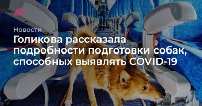 Голикова рассказала подробности подготовки собак, способных выявлять COVID-19