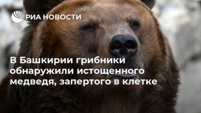 В Башкирии грибники обнаружили истощенного медведя, запертого в клетке - ria.ru - Башкирия - Уфа