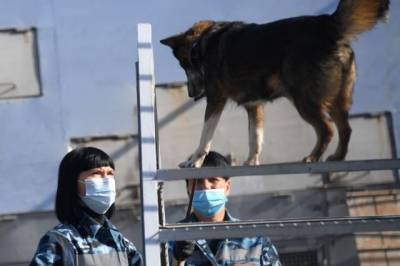 В России ведётся подготовка собак для выявления больных коронавирусом
