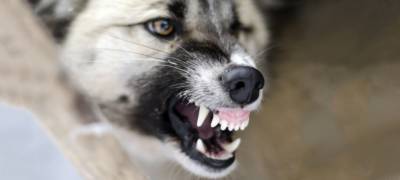 В Карелии хозяин собаки, укусившей 7-летнюю девочку за лицо, заплатит 50 тысяч рублей