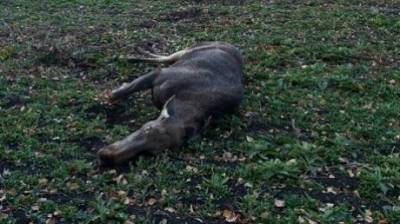 В Пензенской области произошло 2 ДТП с лосями, один из них погиб