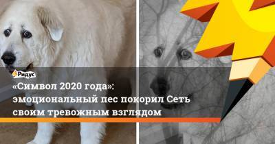 «Символ 2020 года»: эмоциональный пес покорил Сеть своим тревожным взглядом