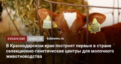 В Краснодарском крае построят первые в стране селекционно-генетические центры для молочного животноводства