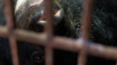 Умирающего от голода циркового медведя пытаются спасти в Башкирии
