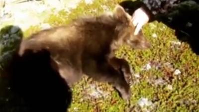 На Камчатке ради спасения медвежонка застрелили матерого косолапого