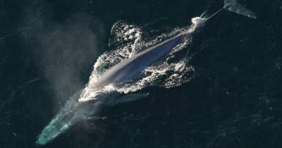 Дневное пение синих китов связали с миграцией