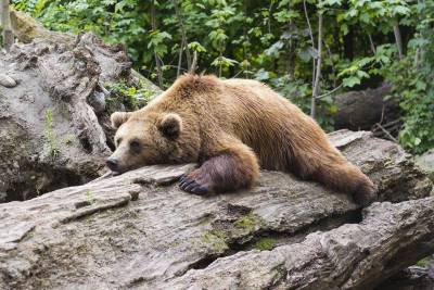 В Башкирии грибники обнаружили в лесу истощенного и запертого в клетке медведя