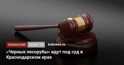 «Черные лесорубы» идут под суд в Краснодарском крае