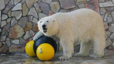 Медведице Хаарчаане из Ленинградского зоопарка подарили новые игрушки