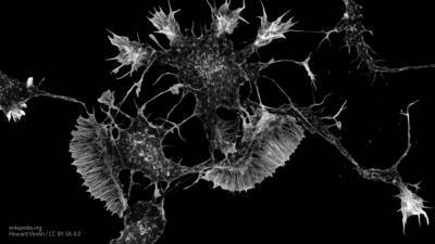 Ученые рассказали о новой разработке для восстановления нервных клеток