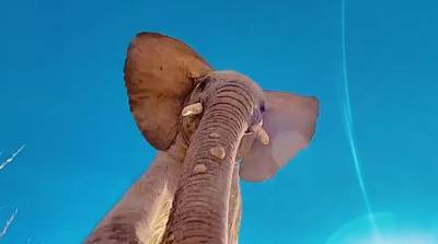 Дикий слон нашел телефон туриста и сделала необычное видео