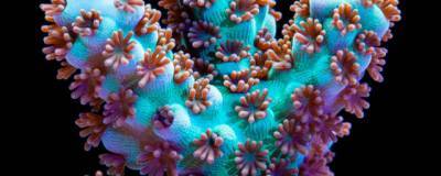 В рифах у побережья Белиза обнаружили акропоровые кораллы