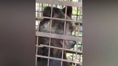В башкирском лесу нашли клетку с истощенным цирковым медведем