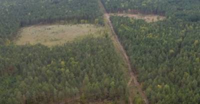 Нижегородский экопатруль обвинил Никиту Михалкова в вырубке павловских лесов