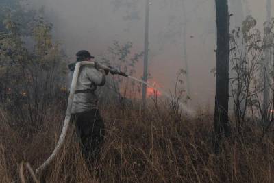 Жители воронежского микрорайона считают слухи о лесных поджогах не беспочвенными
