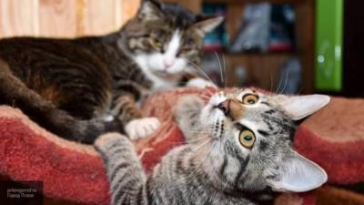 Ученые проверили способность кошек передавать коронавирус друг другу