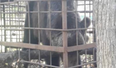 В Башкирии обнаружили голодающего медведя, выброшенного из цирка