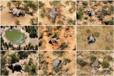 Разобрались с массовым мором слонов в Африке