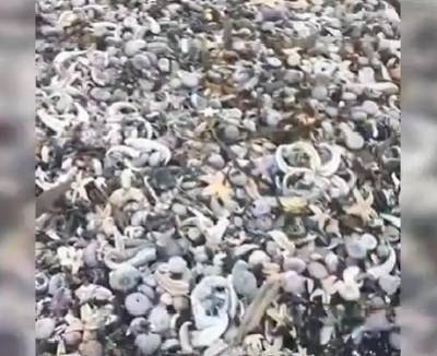 На Камчатке погибли тысячи морских животных: берега завалены мертвечиной