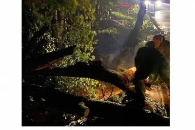 В Новороссийске на дороги рухнули два больших дерева, пришлось вызывать спасателей