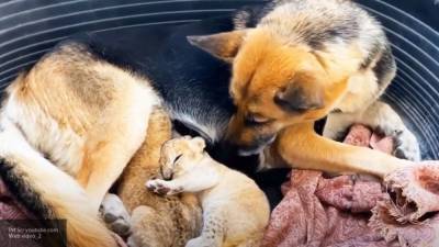 Овчарка "усыновила" брошенных львят во Владивостоке