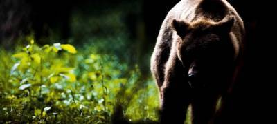 Медведь без намордника напал на дрессировщика и его сына