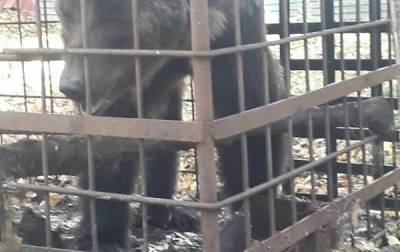 Власти Башкирии нашли жильё для брошенного медведя
