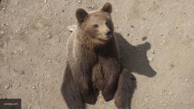Медвежонка-сироту на Камчатке защитили от агрессивного медведя
