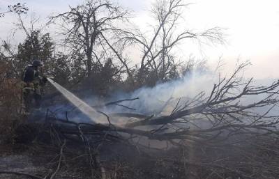 Под Воронежем ликвидировали два лесных пожара