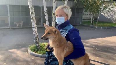 Репортаж из питомника, где служебных собак теперь учат искать не только наркотики и взрывчатку, но и больных коронавирусом