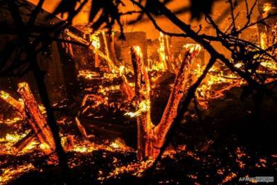 «Просто катастрофа»: в охваченной пожарами Луганской области волонтеры пытаются спасти животных