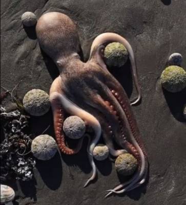 На Камчатке тысячи мёртвых морских животных выбросило на пляжи