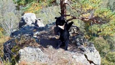 В Приморском заповеднике медведи танцуют и закусывают камерами