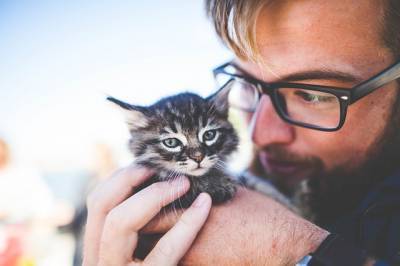 Ученые выяснили, что коты могут имитировать людей - Cursorinfo: главные новости Израиля