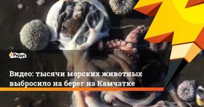 Видео: тысячи морских животных выбросило на берег на Камчатке