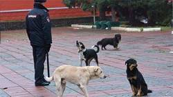 Вице-спикер облсовета выложил отписки чиновников по отлову собак