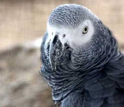 Эксперт рассказала, как правильно ухаживать за разными видами попугаев - Cursorinfo: главные новости Израиля