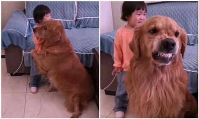 «Я тебя спасу»: собака защищает девочку от маминой ругани (6 фото + 1 видео) - skuke.net - Китай