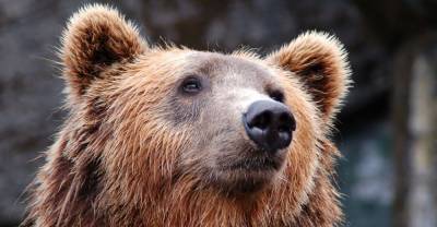 В Китае медведи растерзали сотрудника парка перед посетителями | Мир | OBOZREVATEL