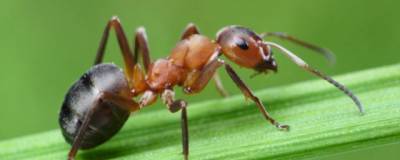 Ученые объяснили необычайную силу муравьев