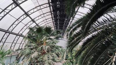 Оранжереи Таврического сада реконструируют к июлю 2025 года