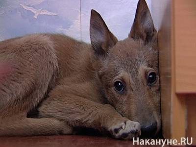 В Челябинской области построят три государственных приюта для животных